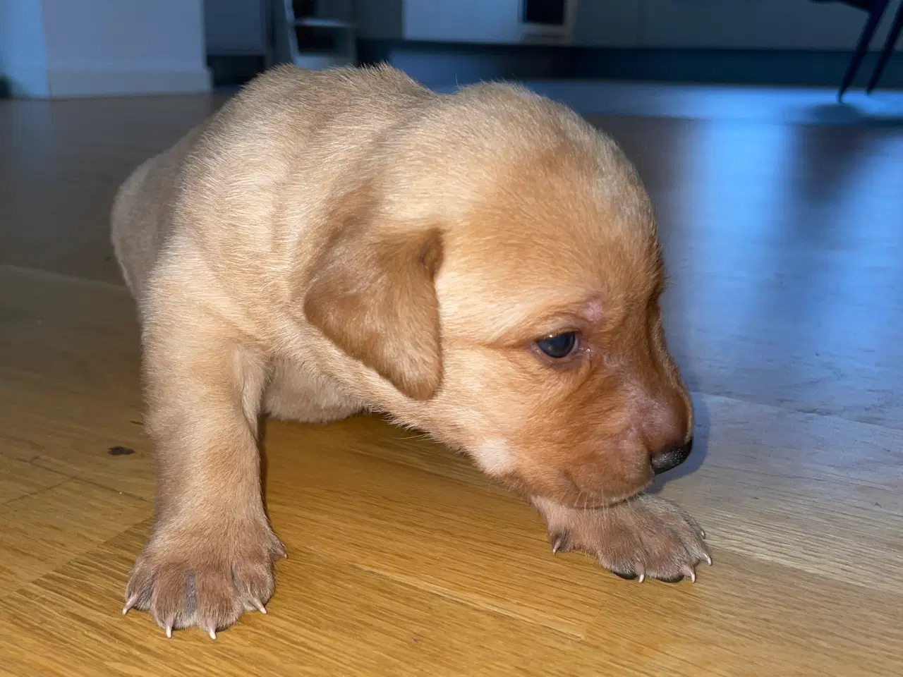 Billede 3 - Fox red labrador hvalpe 