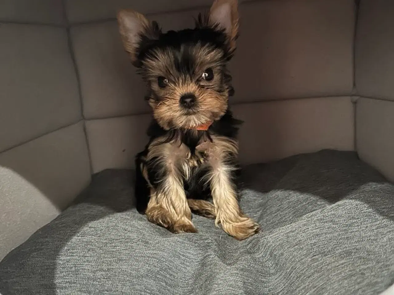 Billede 6 - Skønne Yorkshire Terrier hvalpe til salg!