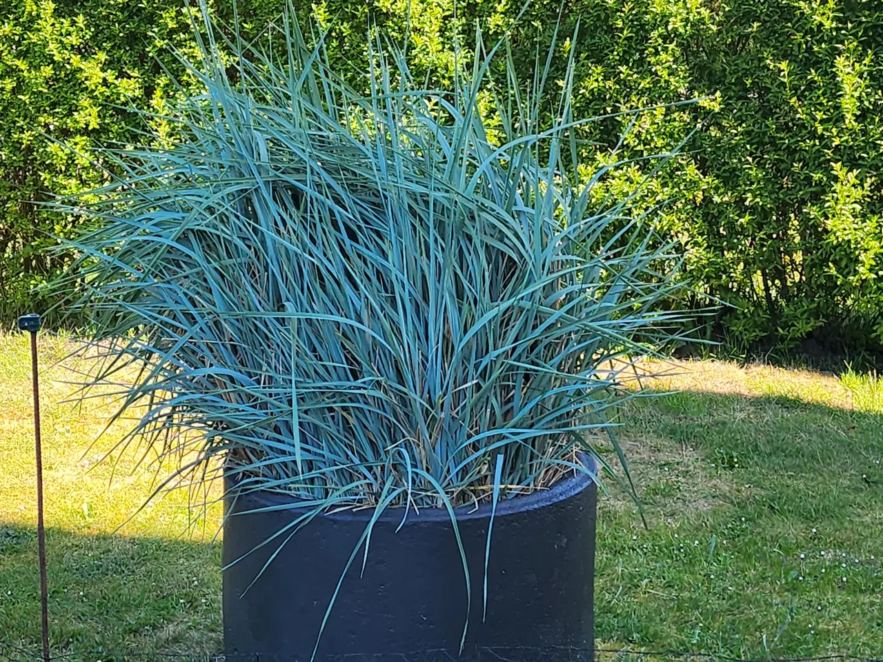 Billede 3 - Marehalm, blir 80cm høje 