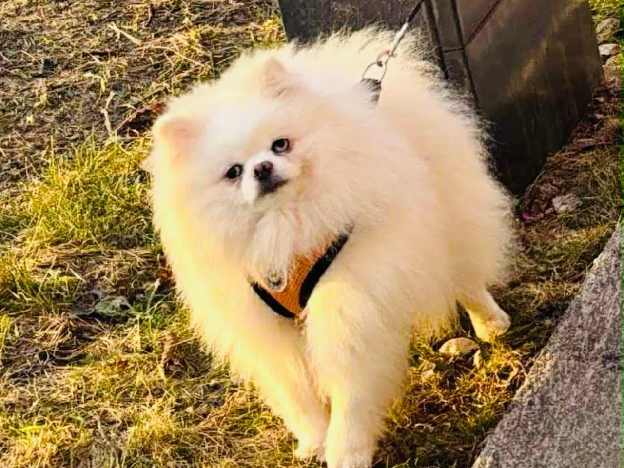 Billede 14 - Pomeranian 