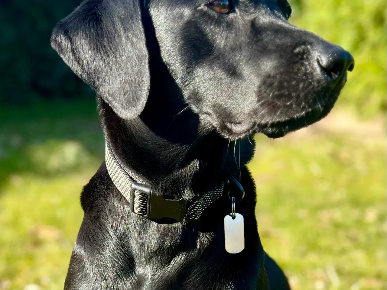 Billede 11 - Labrador og Amerikansk Cocker spaniel (Cockerdor)