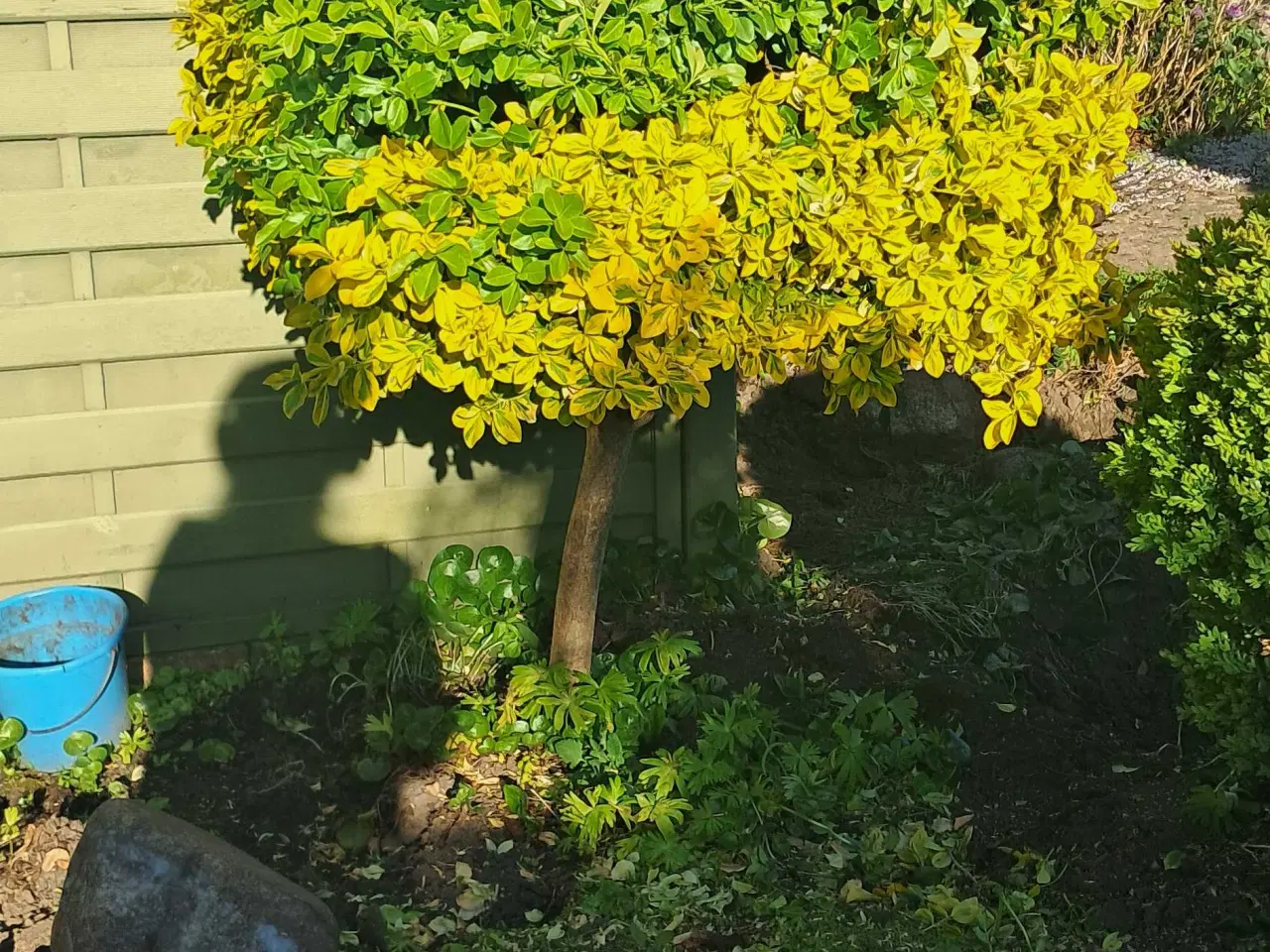 Billede 3 - Flotte haveplanter og havesten bortgives 