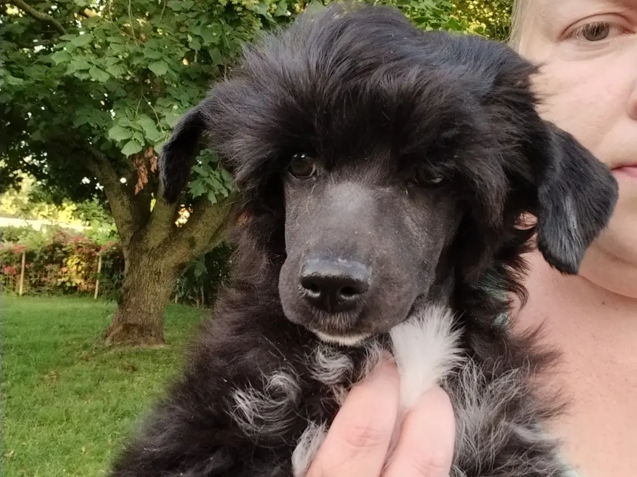Billede 4 - Chinese crested powder puff dreng med DKK stambog
