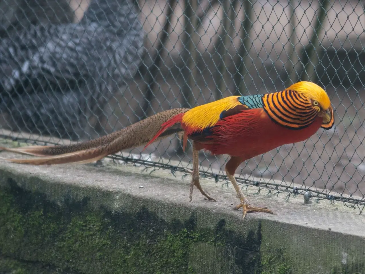 Billede 1 - Guldfacan 