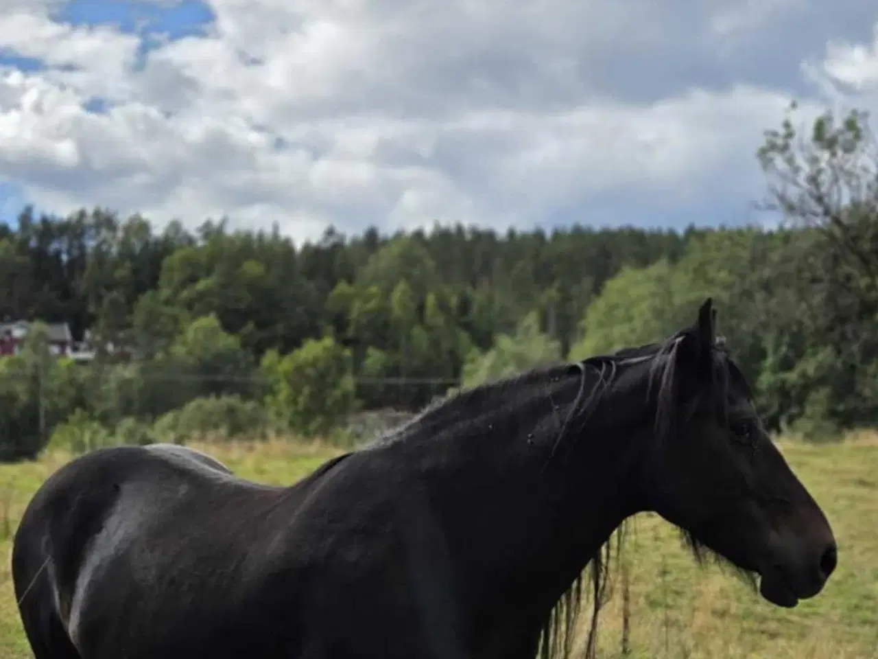 Billede 2 - Køre og ridehest 