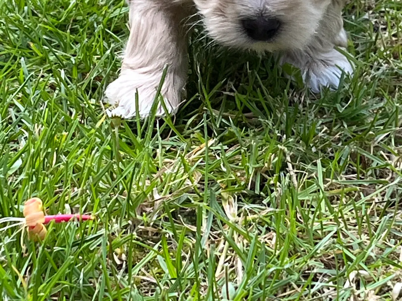 Billede 3 - Bichon Havanaiser 