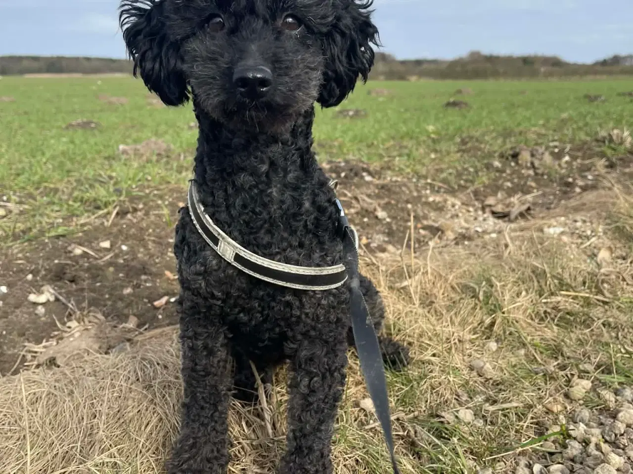 Billede 5 - 🌸 Skønne Verdi søger et kærlige hjem 🌸