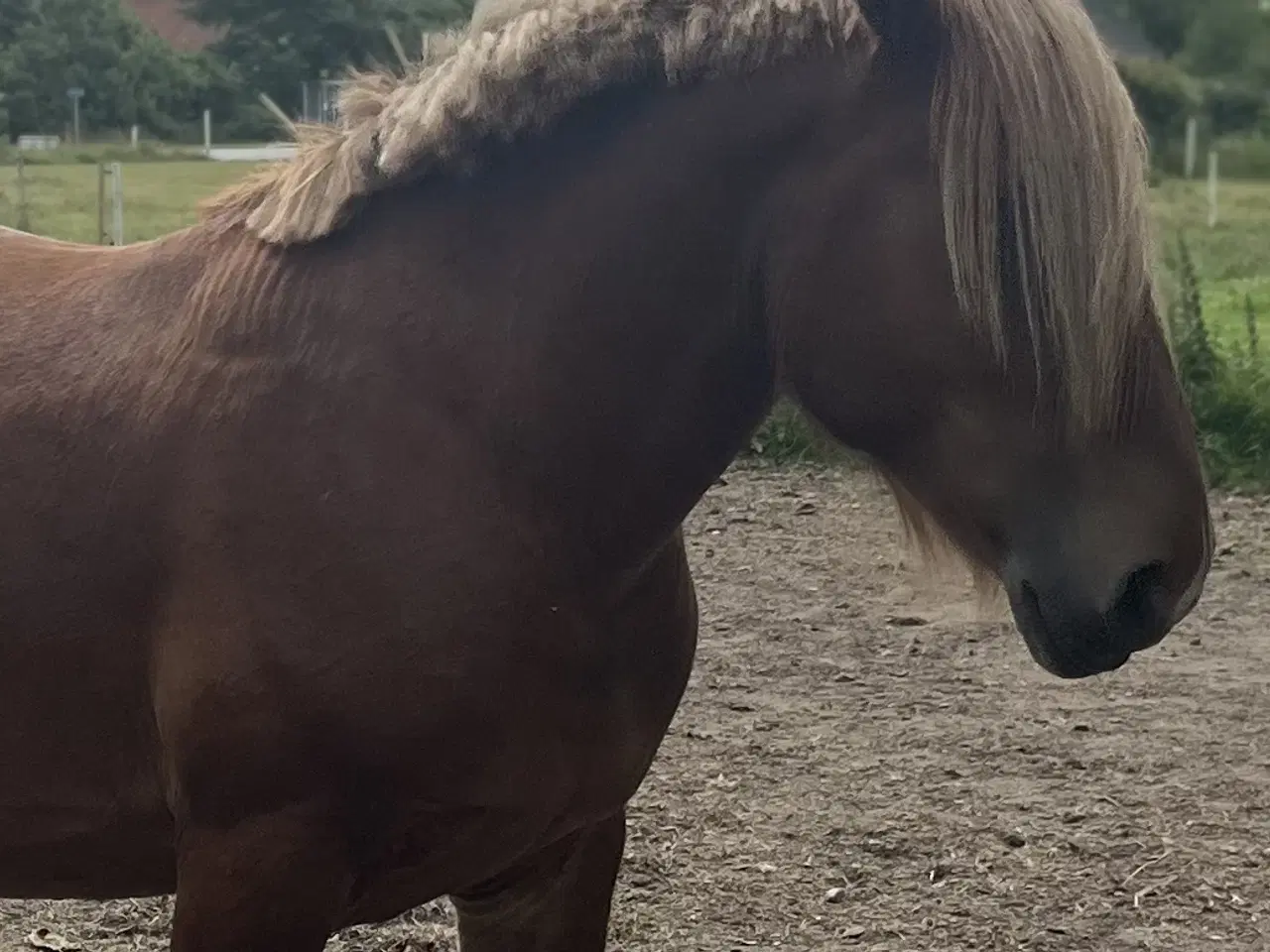 Billede 1 - Jysk hingst