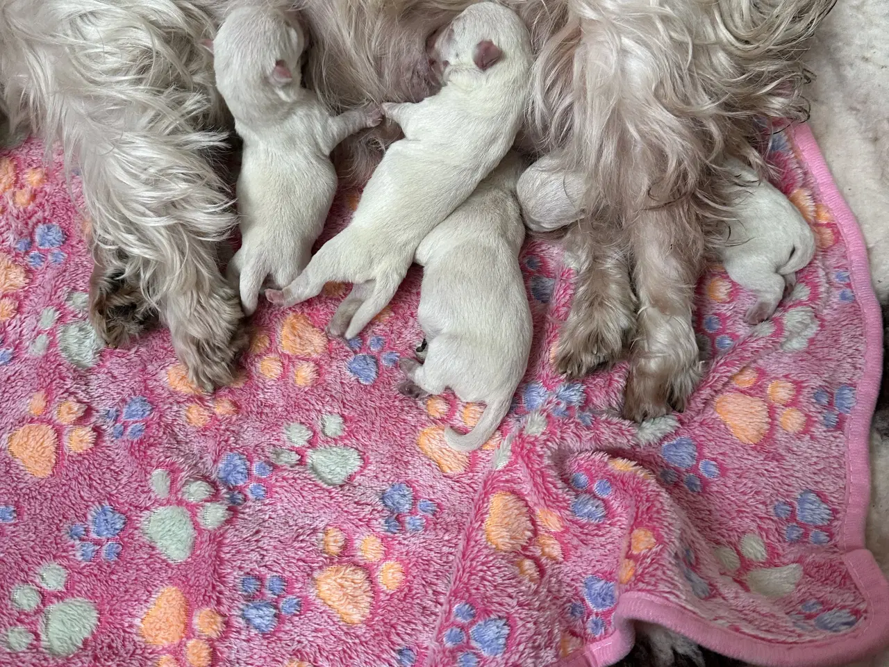 Billede 3 - Westie hvalpe