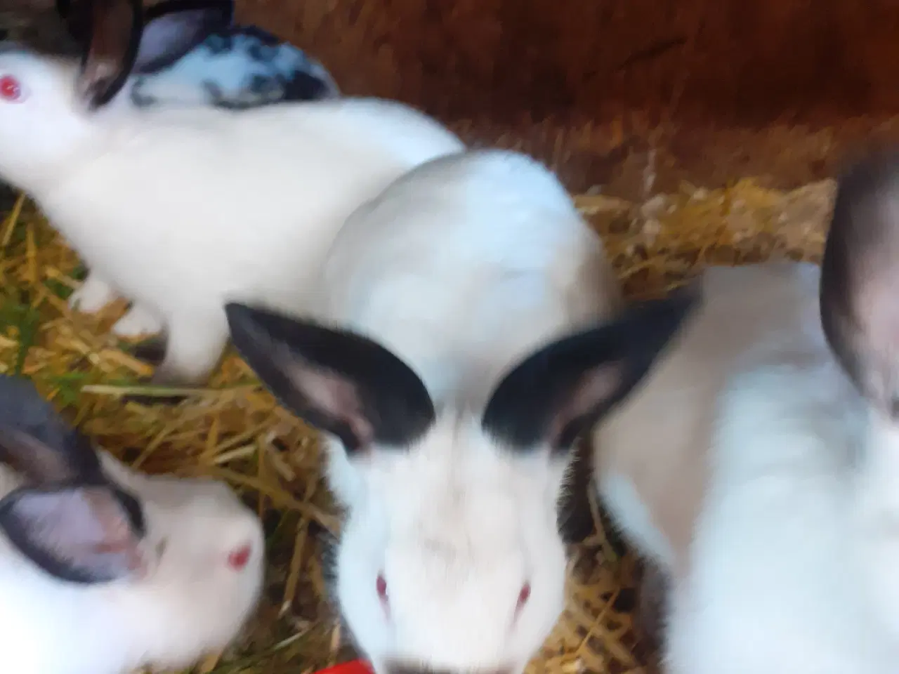 Billede 3 - kaniner sælges