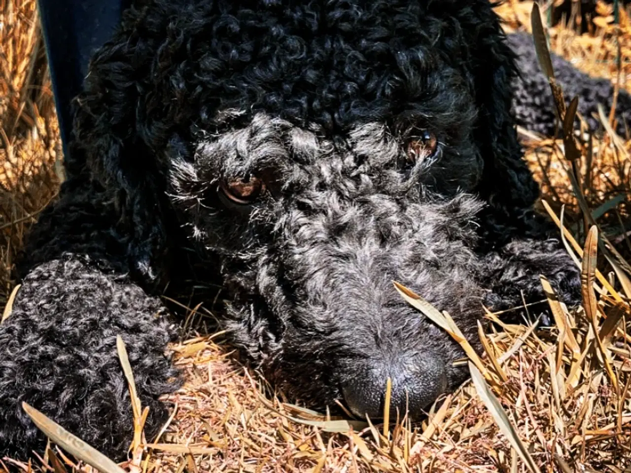 Billede 8 - Spansk Vandhund Parring