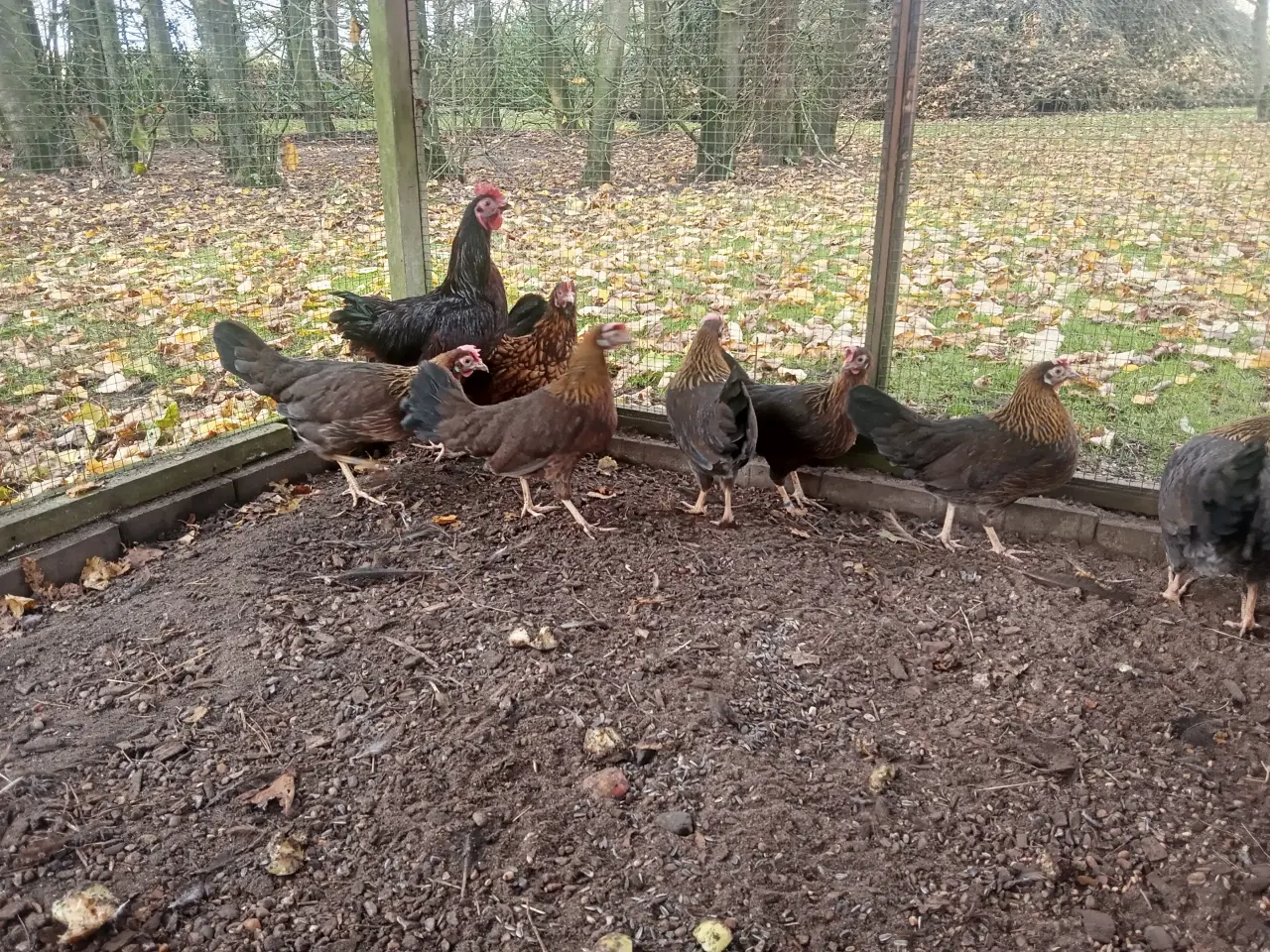 Billede 3 - Dværghøns