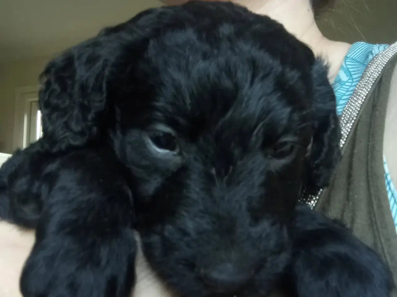 Billede 7 - Allergivenlige labradoodle hvalpe 