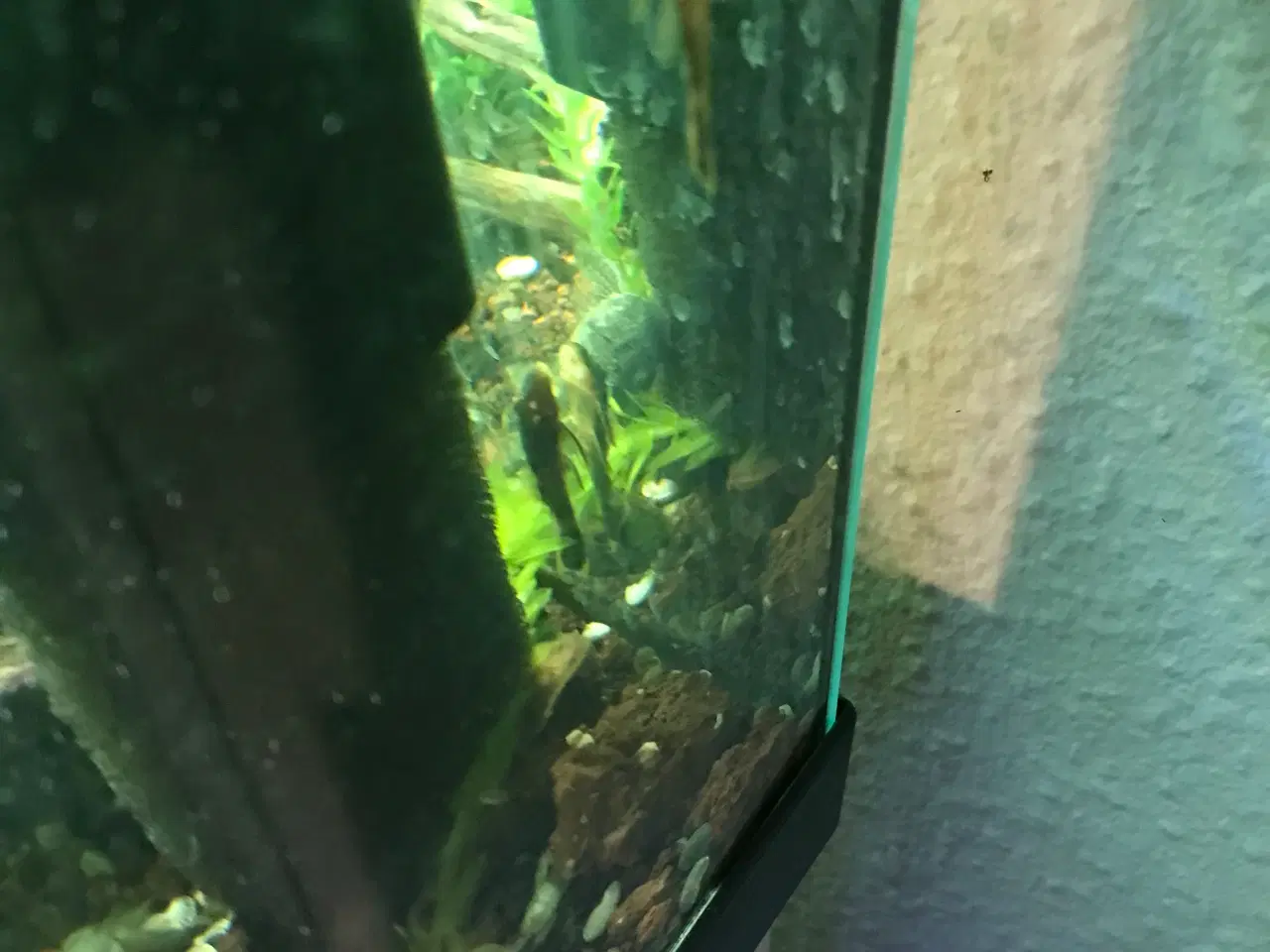 Billede 5 - 🐟 LDA16 Ancistrus maller – sunde og aktive