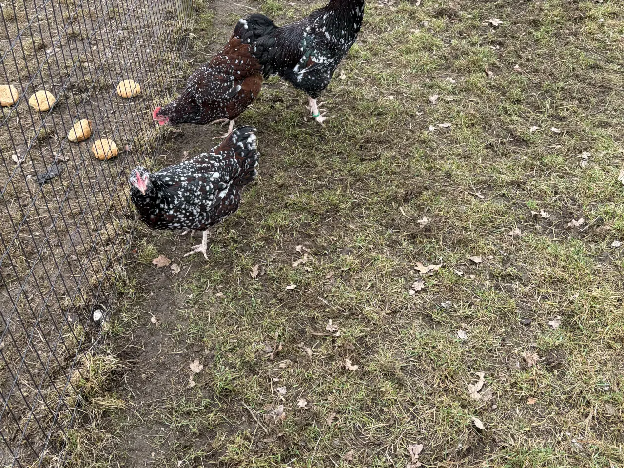 Billede 4 - 3 farvet sussex