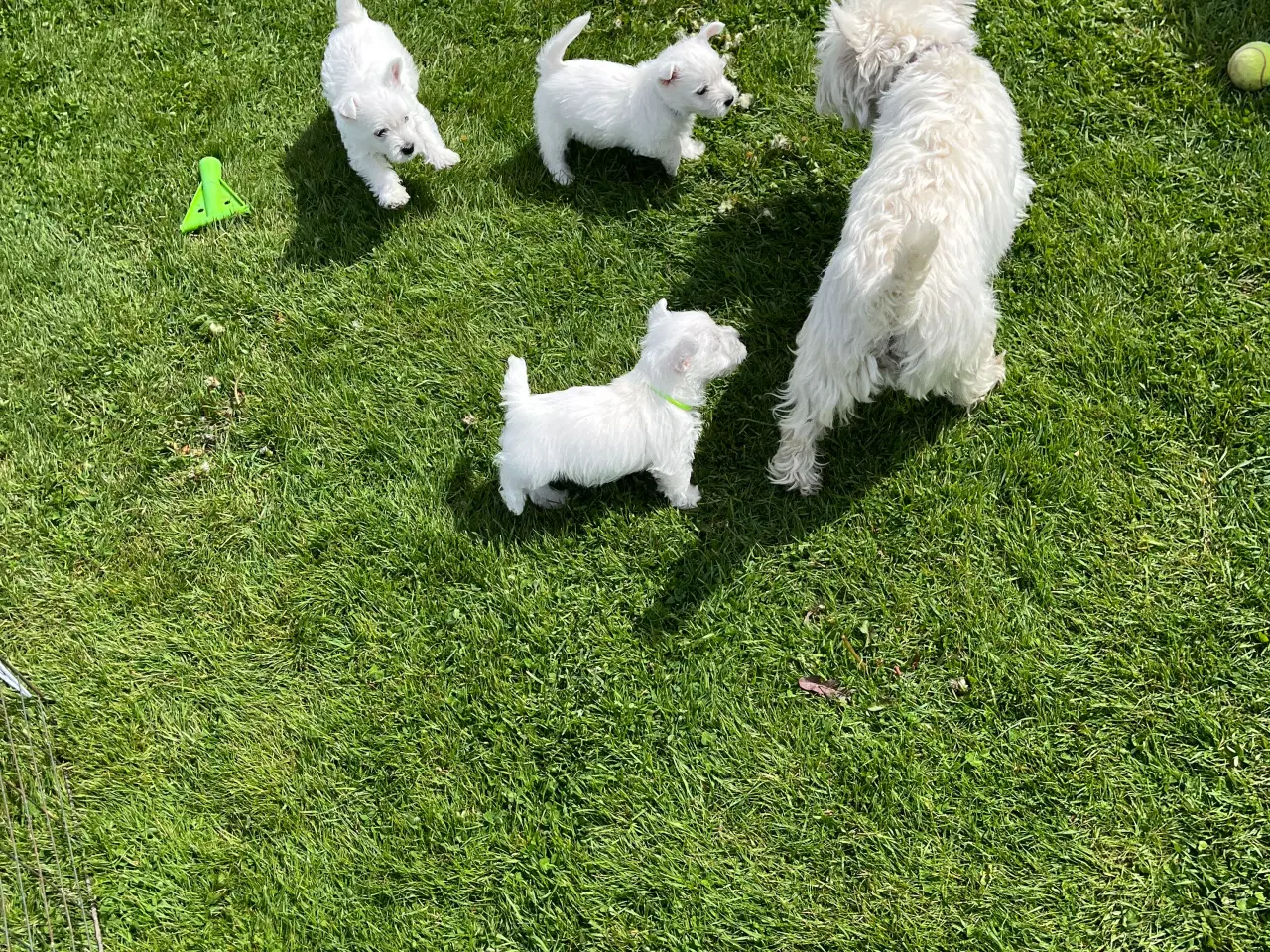 Billede 4 - West Highland White Terrier Westie hvalp sælges