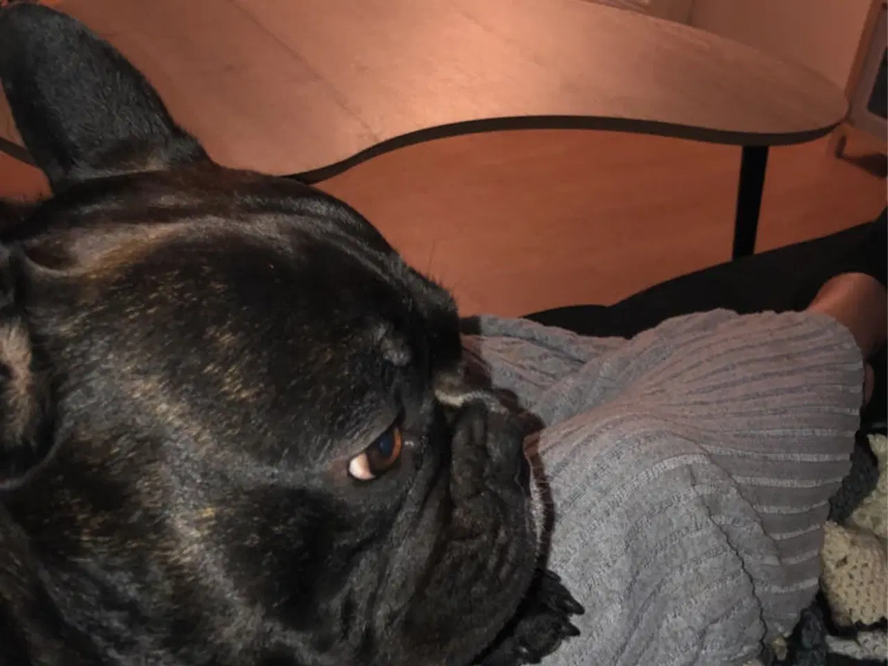 Billede 3 - Fransk bulldog parring