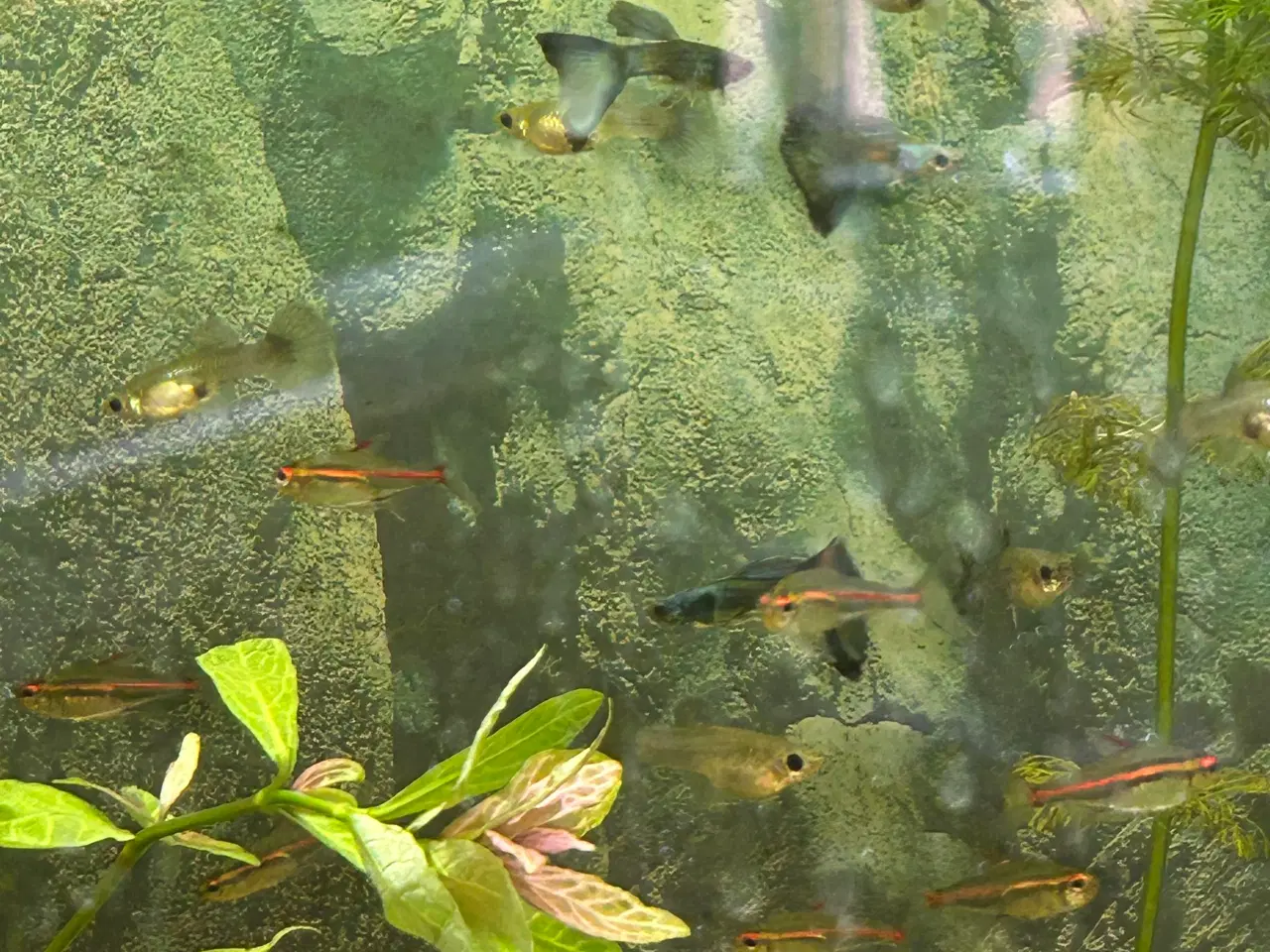 Billede 9 - 🐟🔵 Blue Moscow Guppy Par sælges - Viby J