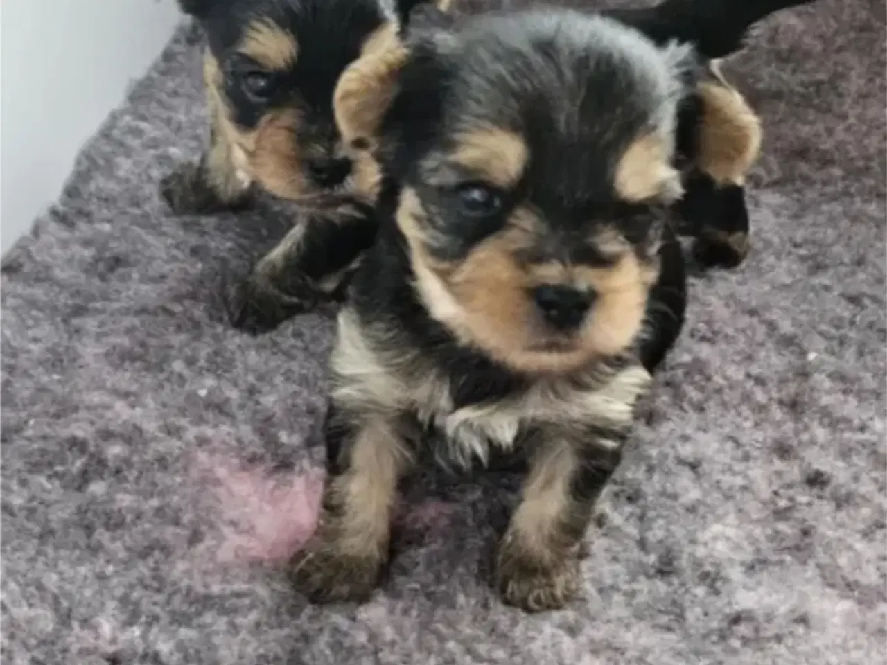 Billede 4 - Yorkshire terrier hvalpe søger kærlige hjem