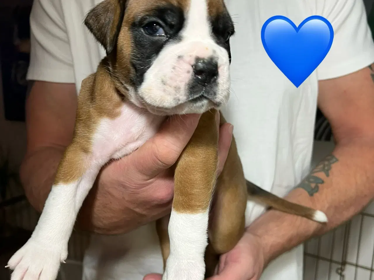 Billede 6 - Skønneste Boxerhvalpe søger nyt hjem
