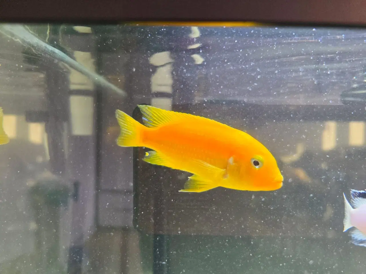 Billede 2 - Malawi Cichlider, pragtsmerlinger mm søger nyt van