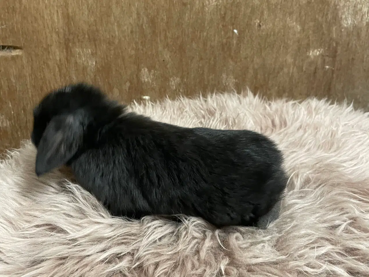 Billede 11 - Minilop unge klar 21/2 (dreng)