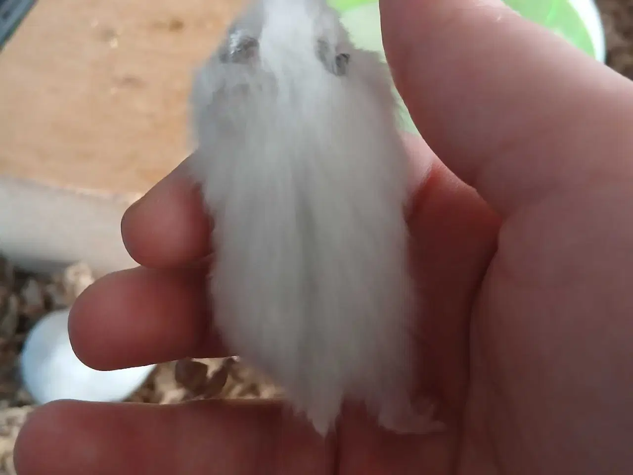 Billede 7 - Dværghamster unger 