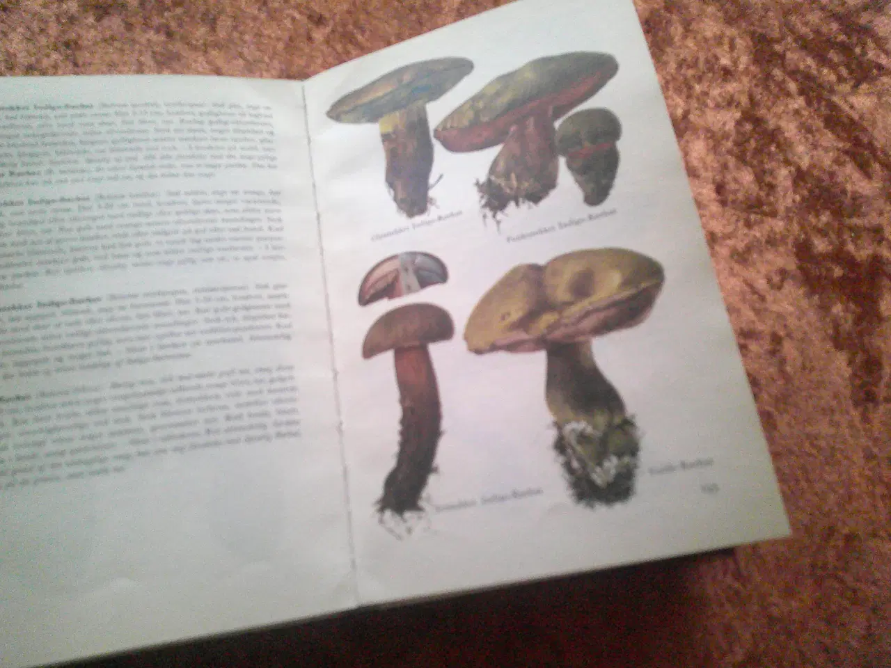 Billede 4 - Illustreret svampeflora, Morten Lange