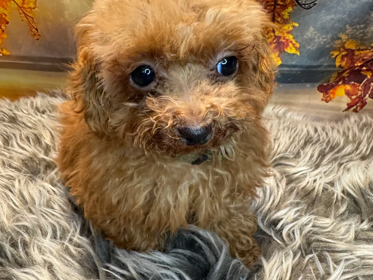 Billede 10 - Maltipoo i efterårs  ?