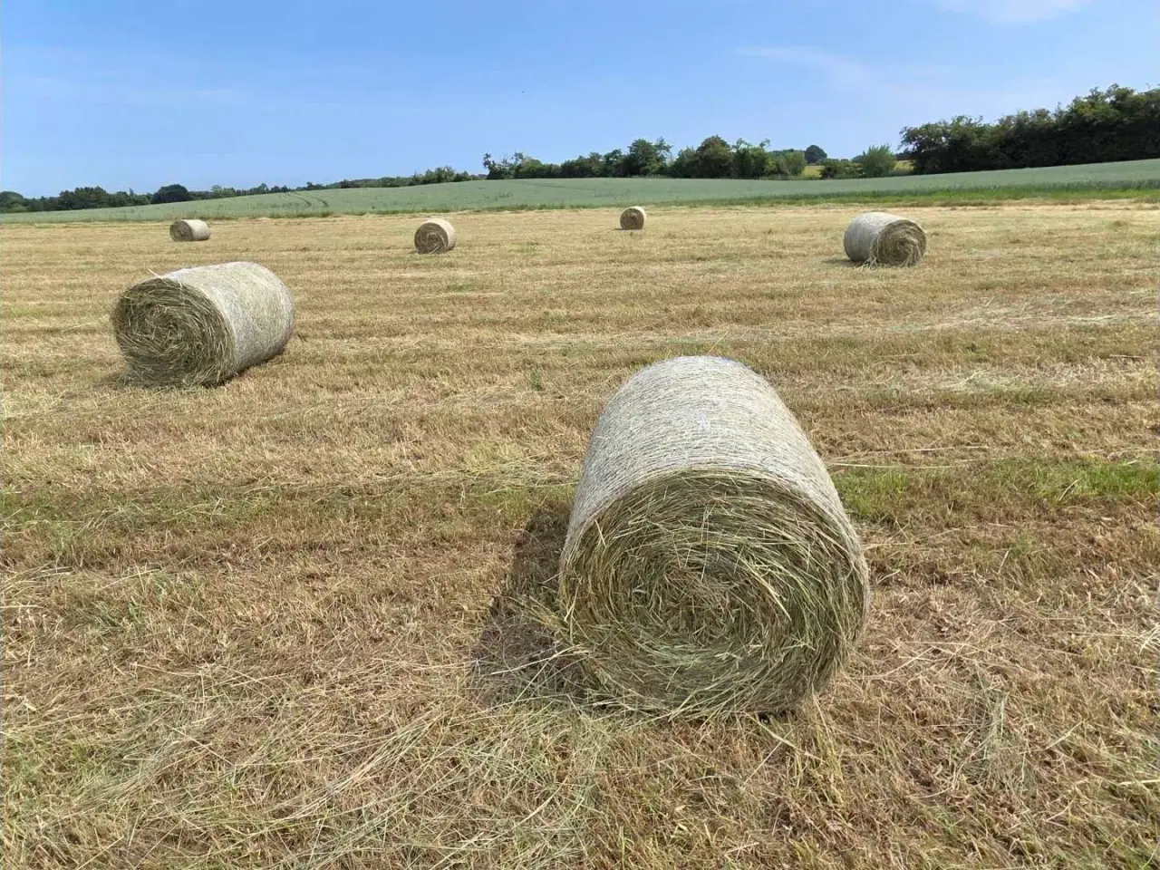 Billede 1 - Wrap til heste, køer og får