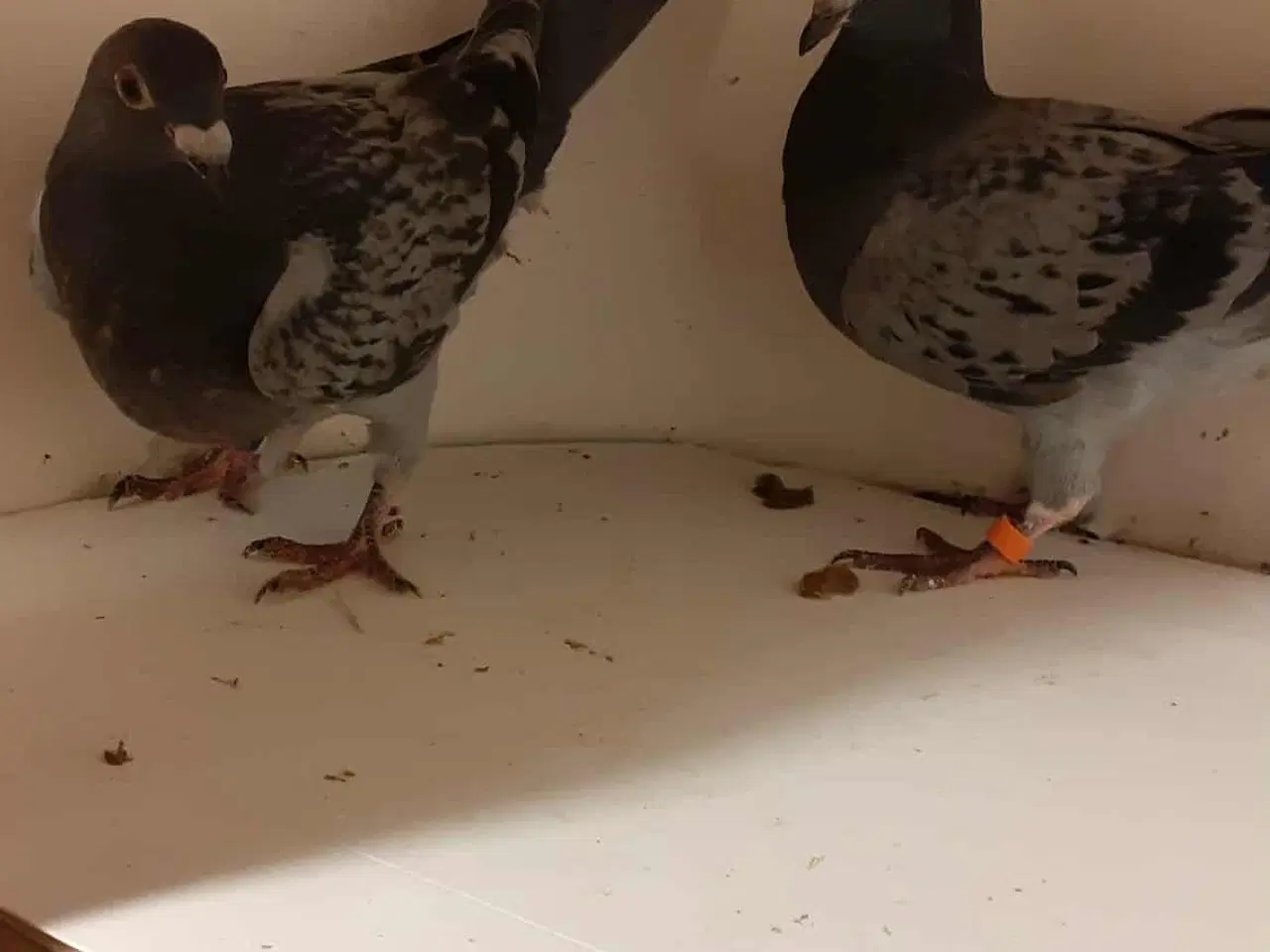 Billede 3 - Så har jeg lidt Brevduer unger der søger ny madskå