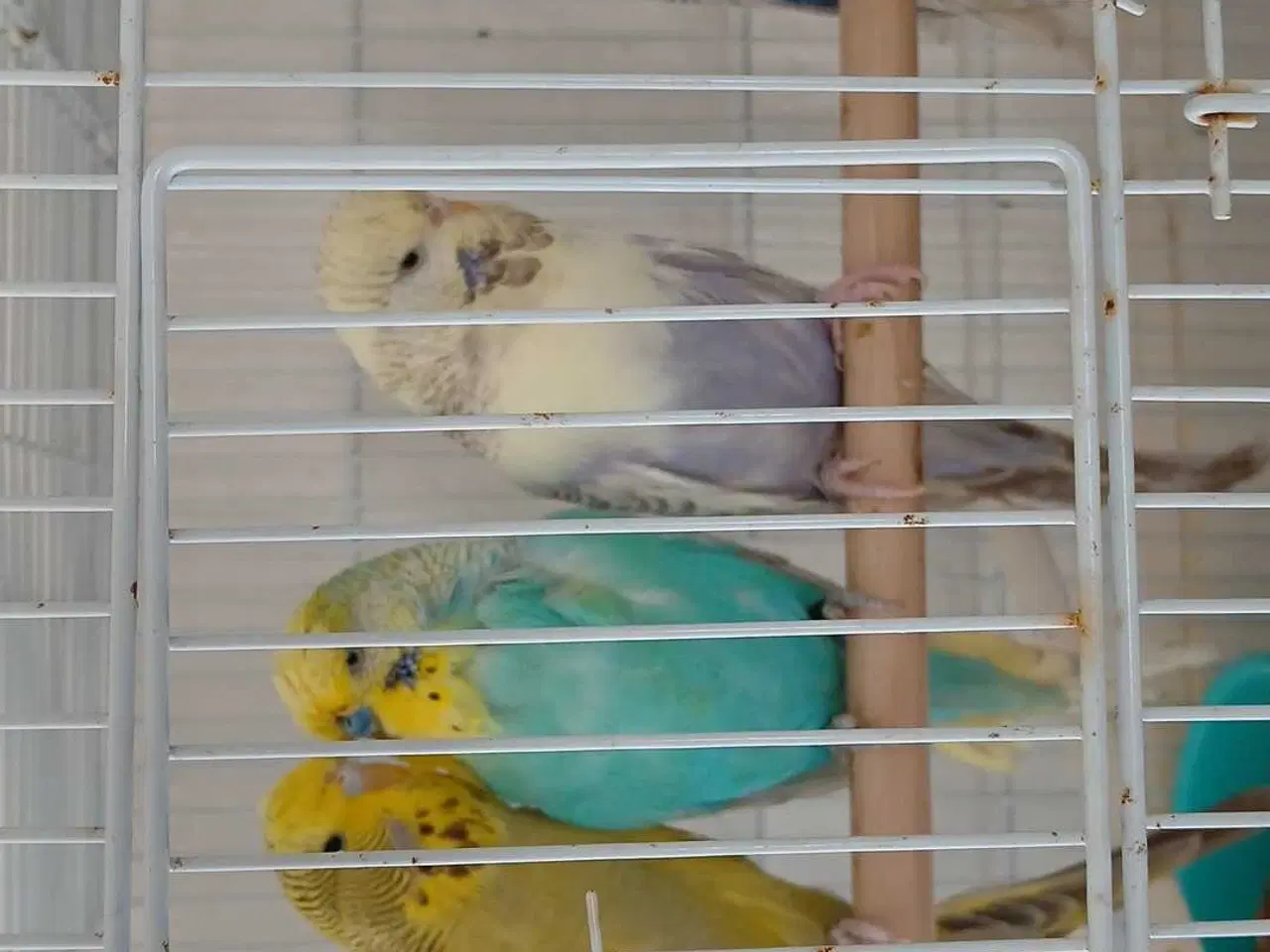 Billede 5 - Engelske undulater 