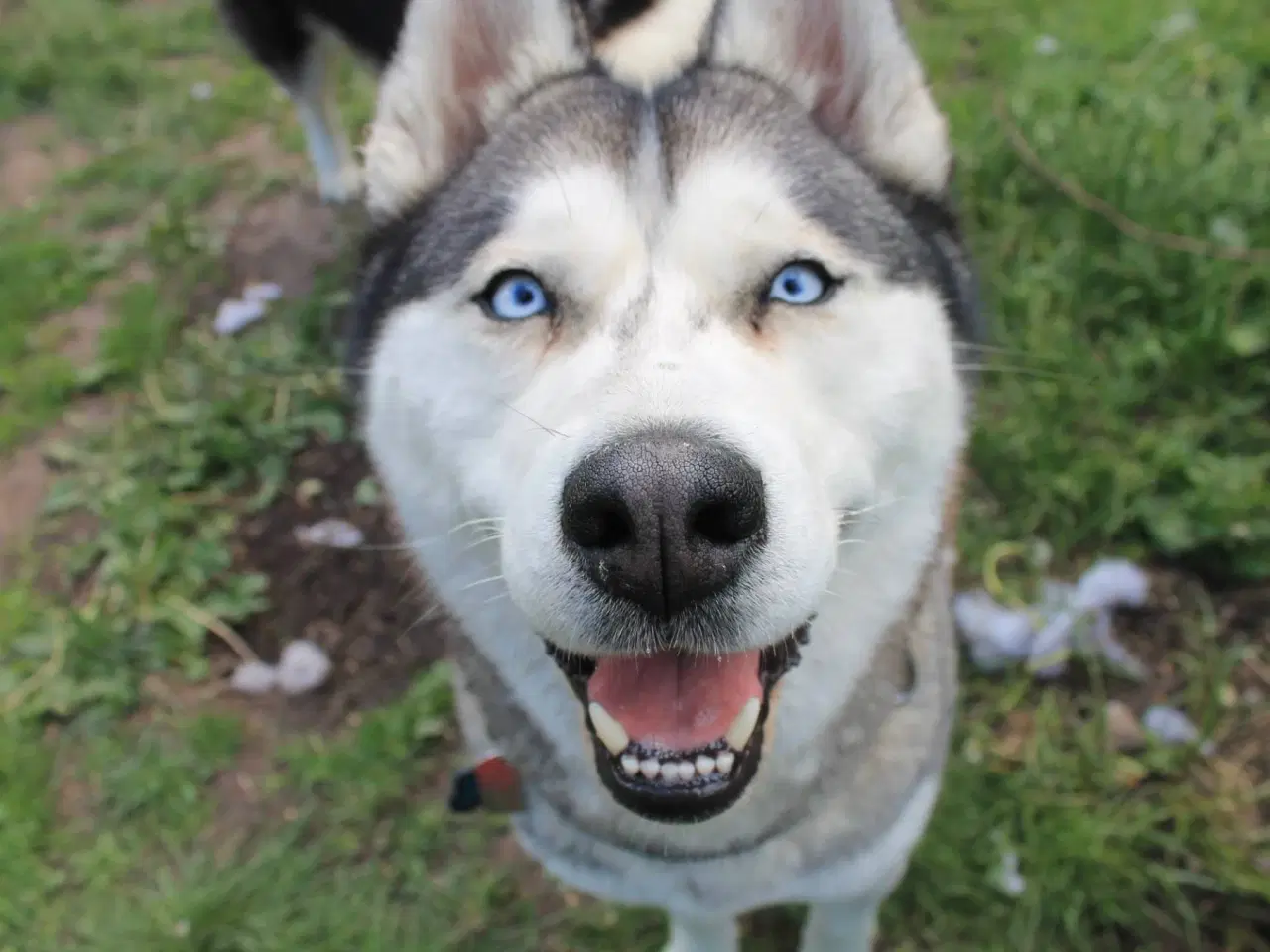 Billede 20 - Din nye husky ven venter på dig