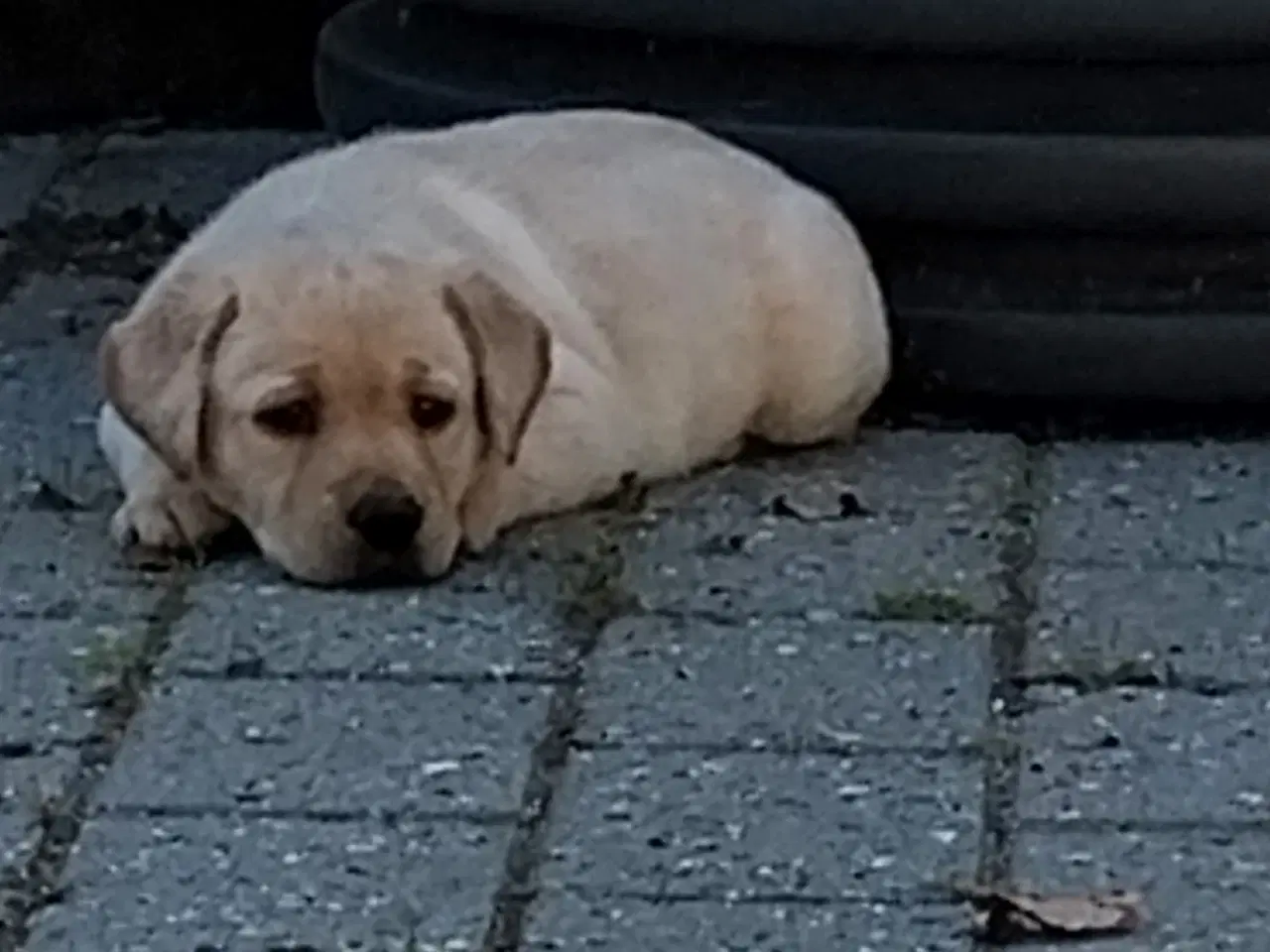 Billede 2 - Gule Labrador hvalpe
