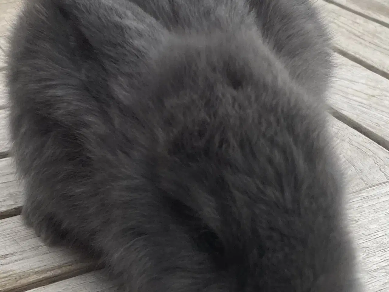 Billede 3 - FRANSK VÆDDER HAN BLÅ