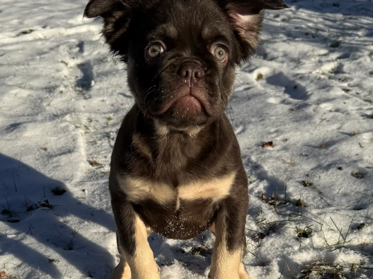 Billede 1 - Fluffy Fransk bulldog 