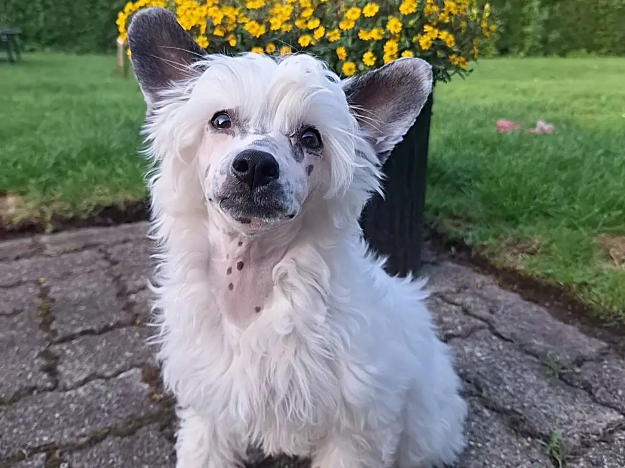 Billede 2 - Chinese crested powder puff (Allergivenlig)