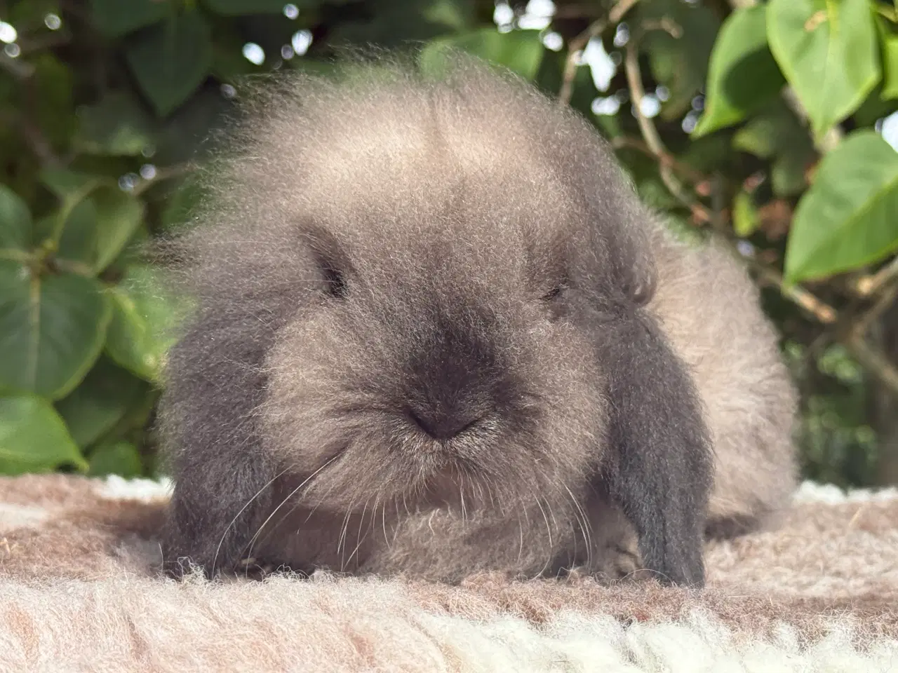 Billede 4 - Mini lion lop