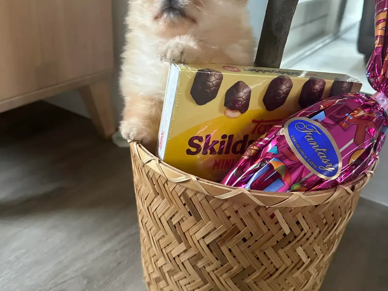 Billede 8 - 3 søde Pomeranian tæver søger kærlige hjem