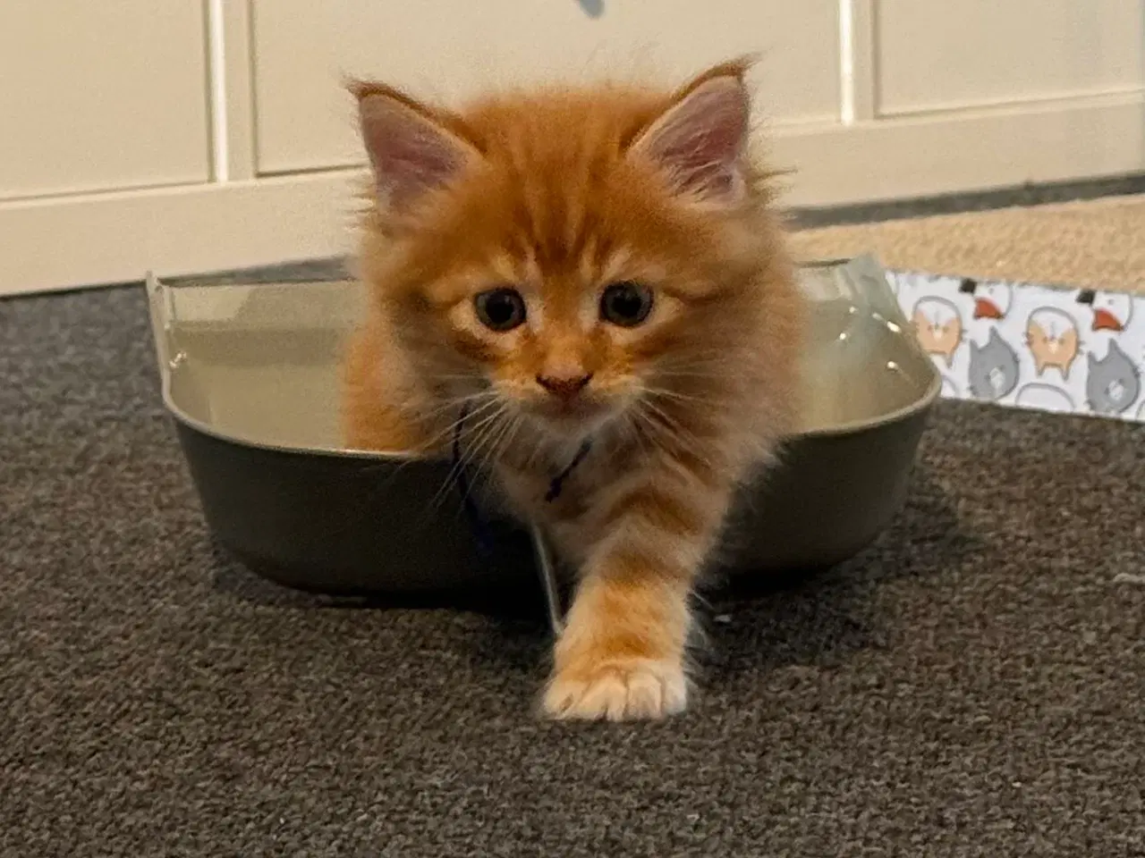 Billede 7 - Maine coon killinger uden tavle