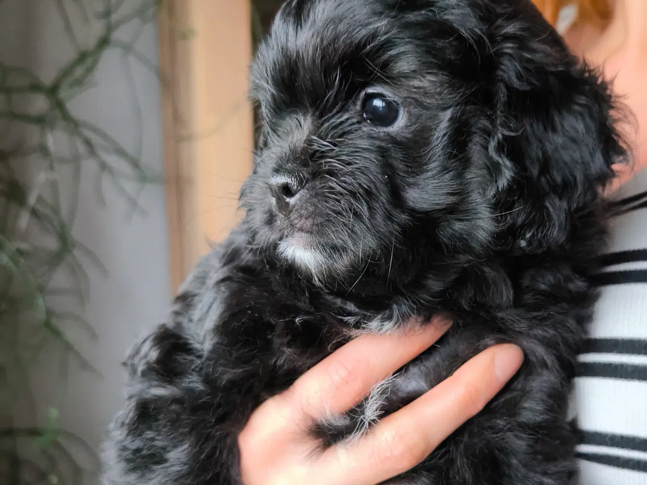 Billede 6 - Puddel/mops