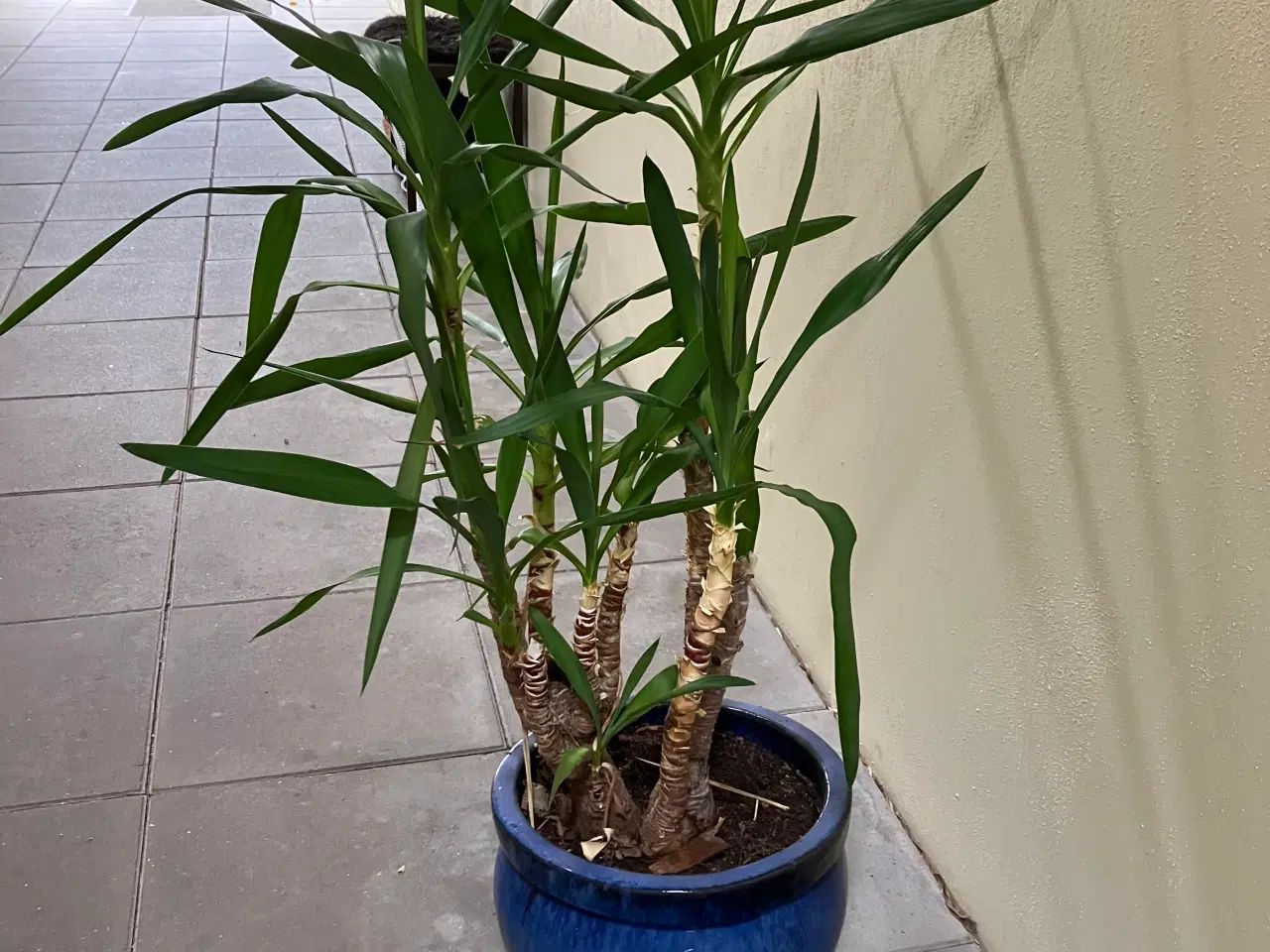 Billede 1 - Store stue-planter