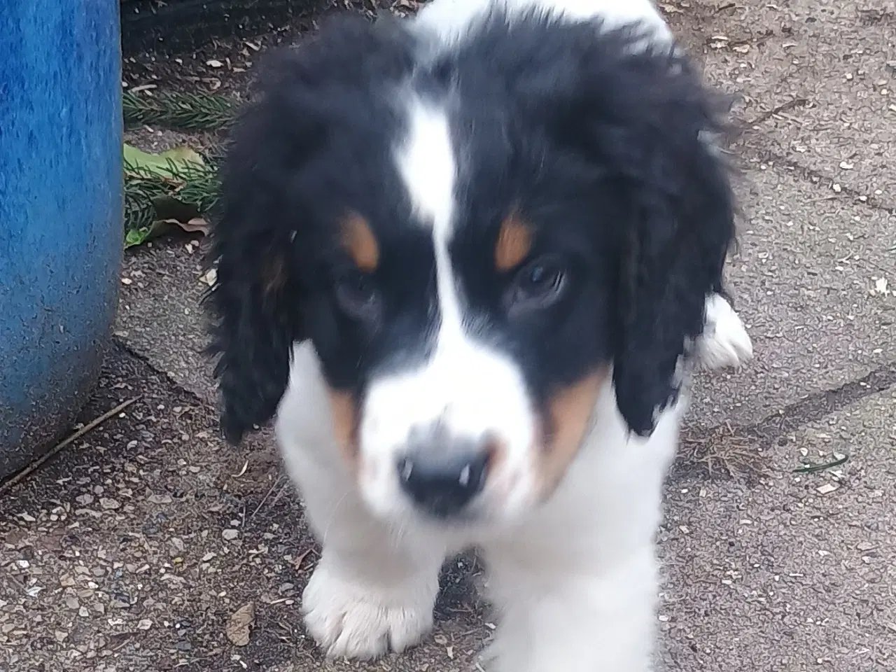 Billede 2 - Cocker Spaniel/Berner Sennen Is.Fårehund