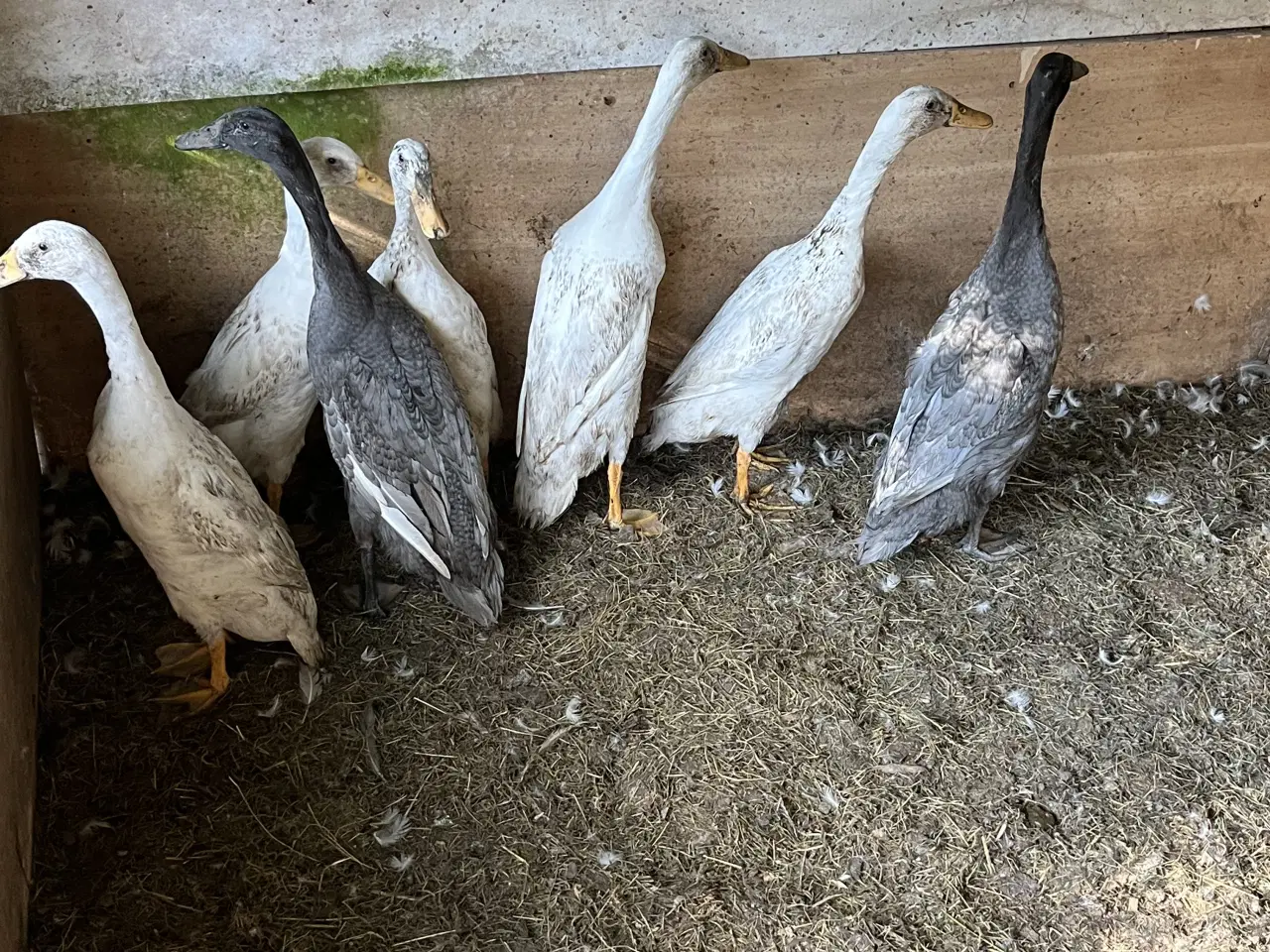 Billede 2 - Løbeænder voksne ænder blandede farver