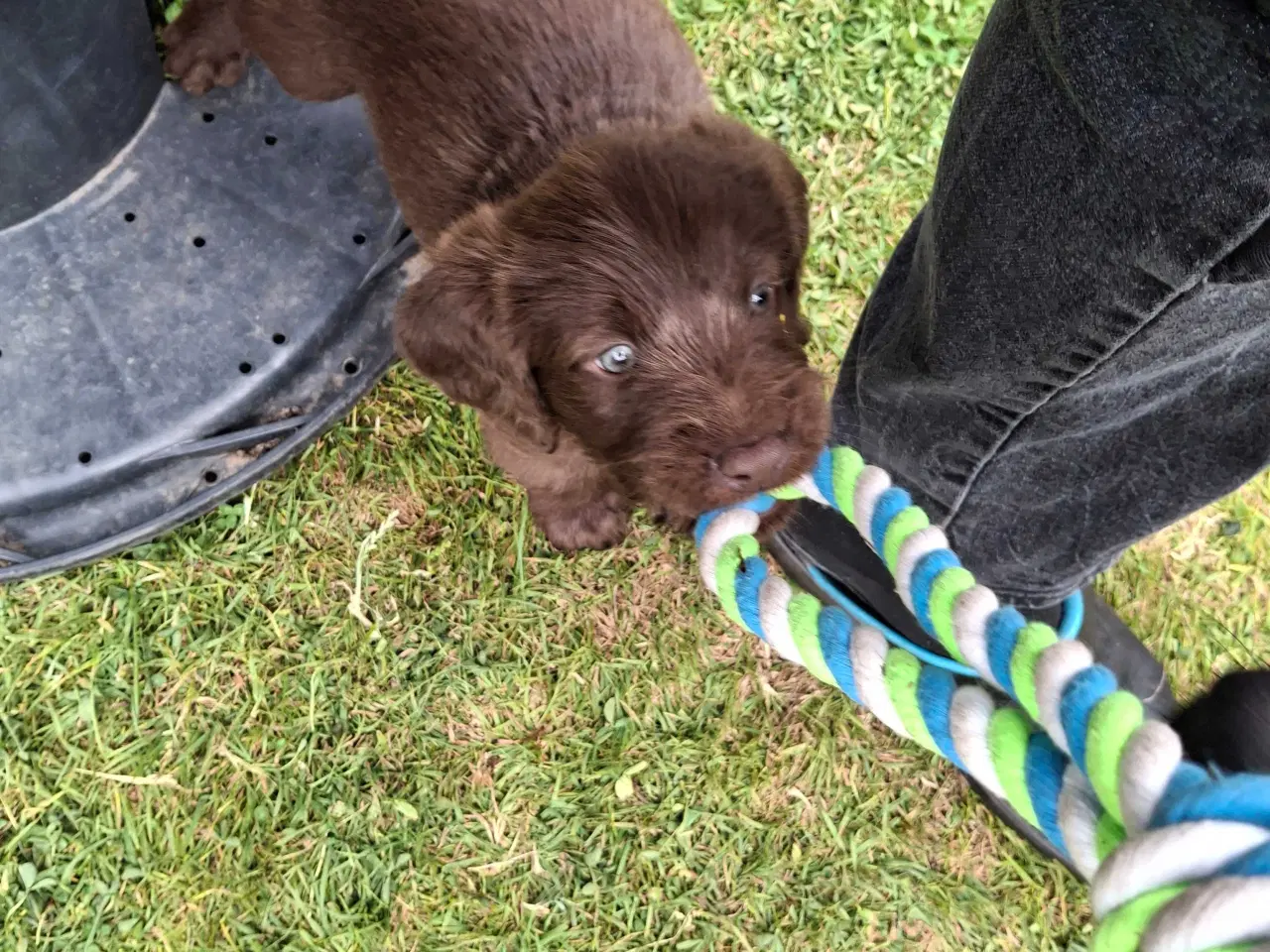 Billede 10 - Labradoodle hvalpe 