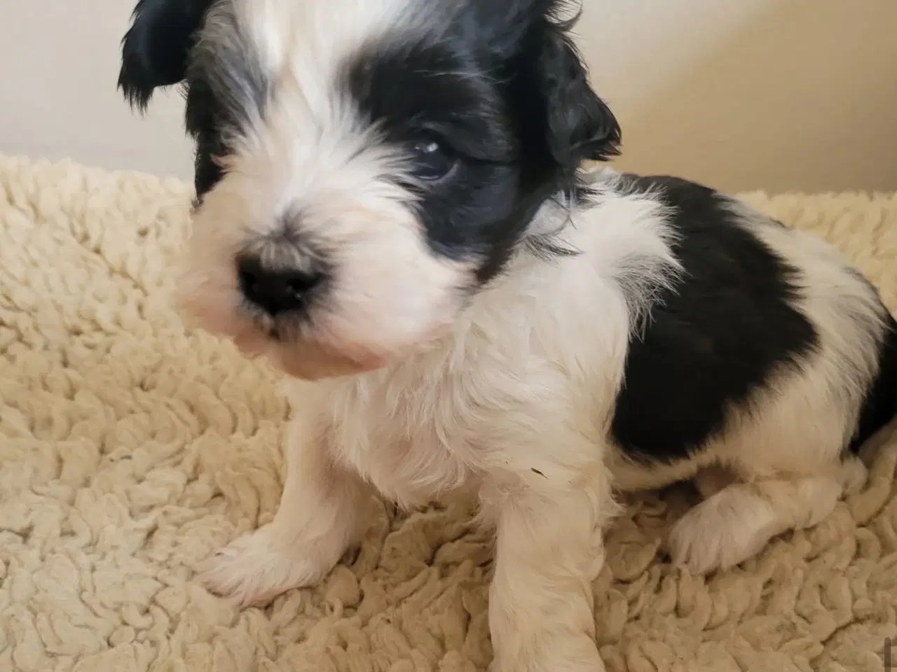 Billede 2 - Bichon havanais hundehvalpe 