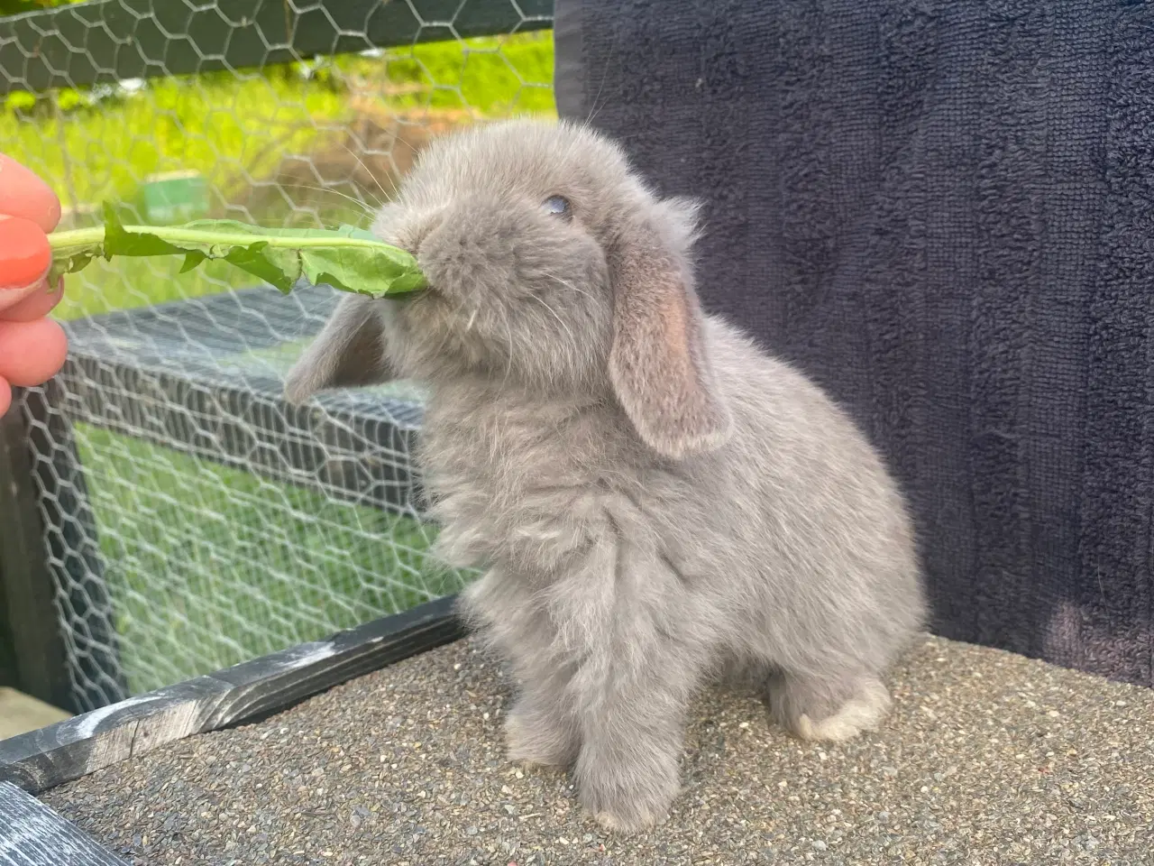 Billede 3 - Mini lop, kaninunge, pige 
