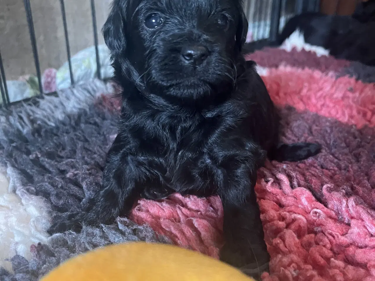 Billede 11 - Dejlige små bamser 💗