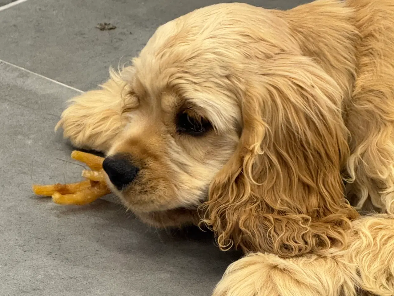 Billede 22 - Rejseklar 🧳 Skønne Amerikanske Cockerspaniel 