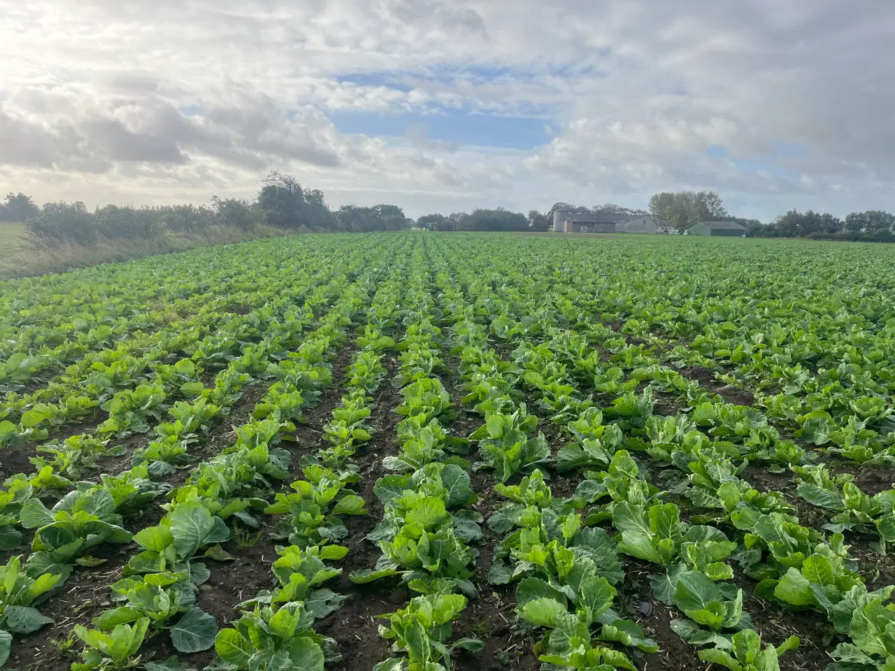 Billede 4 - Amazone rotorsæt med Roesåmaskine